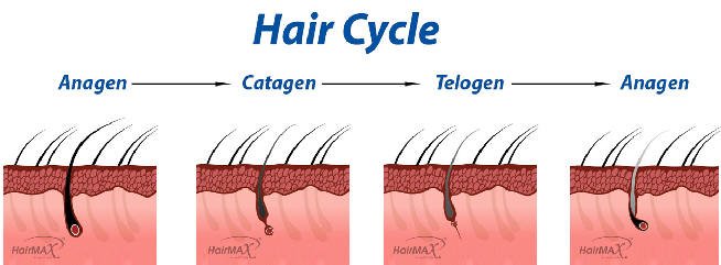 hair cycle