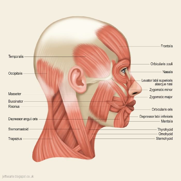 Simple Mouth Diagram Side View - Data Diagram Medis
